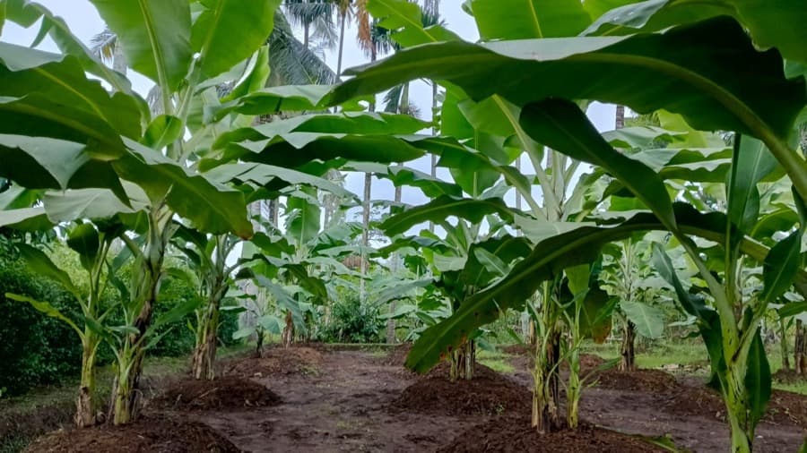 Kebun pisang Cavendish muda milik petani mitra Java Fruit di Lumajang