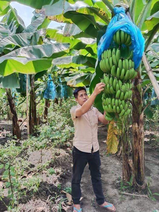 Pisang Segar dari Perkebunan Pilihan