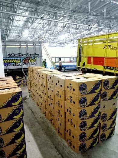 Staf Java Fruit mengecek kualitas pisang Cavendish dan label Java Fruit di kemasan box